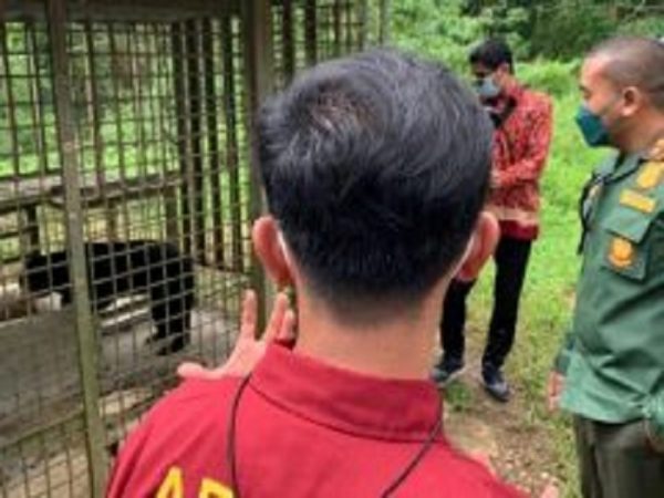 Harimau Masuk Perangkap di Agam Dievakuasi ke Dharmasraya
