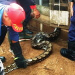 Penangkapan ular phyton di Dharmasraya